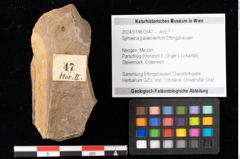 Foto (Objekt + Etikett) von Sphaeria palaeolentisti Ettingshausen (NHMW-GEO-2024-0188-0047)